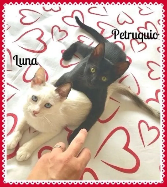 Gato ra a SRD idade 2 a 6 meses nome Luna e Petruquio