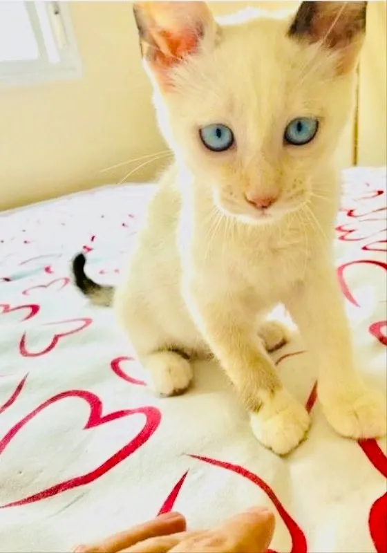 Gato ra a SRD idade 2 a 6 meses nome Luna e Petruquio