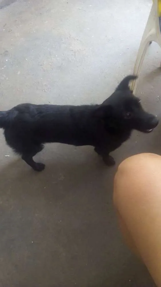 Cachorro ra a SRD idade 2 a 6 meses nome Negão