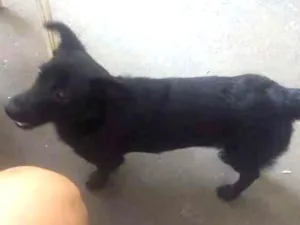 Cachorro raça SRD idade 2 a 6 meses nome Negão