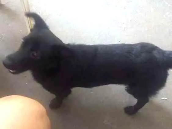 Cachorro ra a SRD idade 2 a 6 meses nome Negão