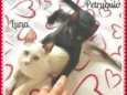 Luna e Petruquio