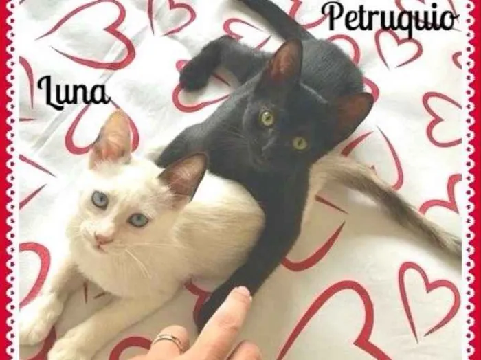 Gato ra a SRD idade 2 a 6 meses nome Luna e Petruquio