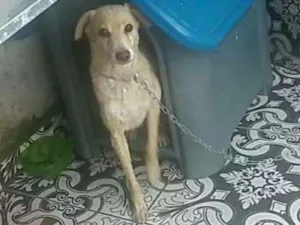Cachorro raça Vira-lata  idade 5 anos nome Costela 
