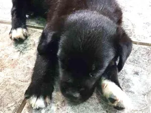 Cachorro raça vira-lata idade Abaixo de 2 meses nome Lulu