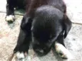 Lulu