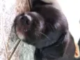 Cirilo