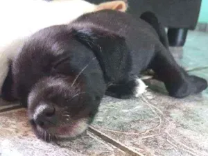 Cachorro raça Vira-lata idade Abaixo de 2 meses nome Cirilo