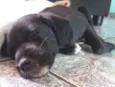 Cirilo