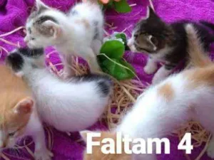 Gato raça Não identificado idade Abaixo de 2 meses nome Vários