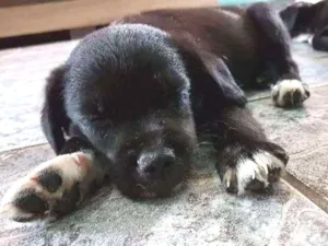 Cachorro raça Vira-lata idade 2 a 6 meses nome Jonas