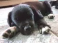 Jonas