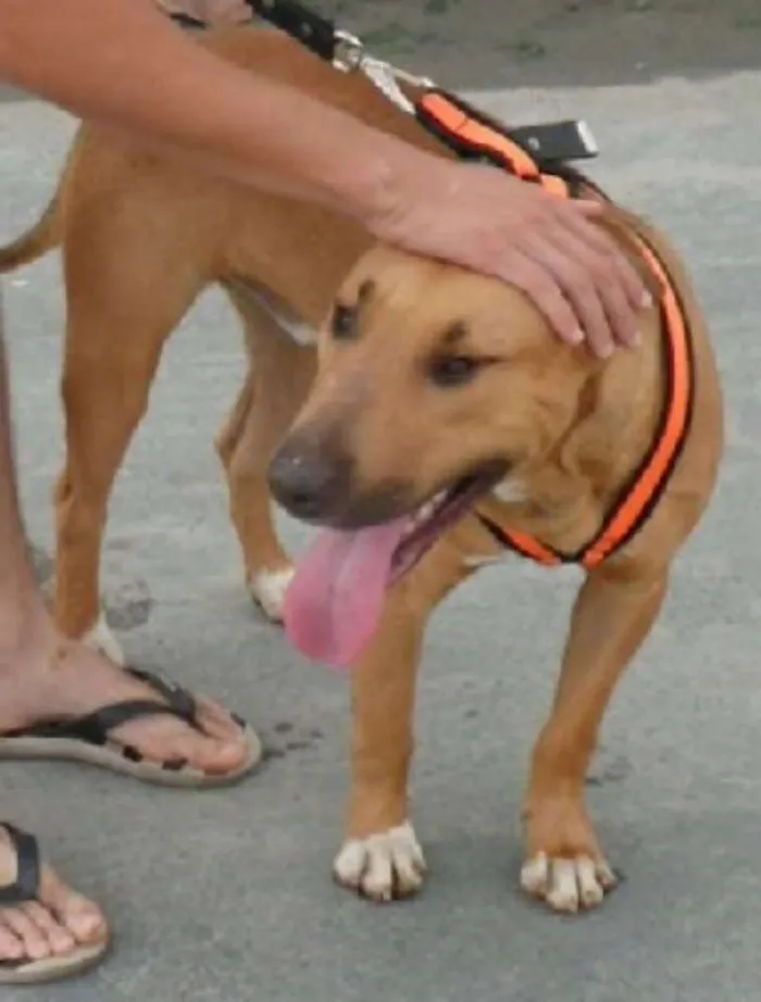 Cachorro ra a Pitbull idade 6 ou mais anos nome Marrom