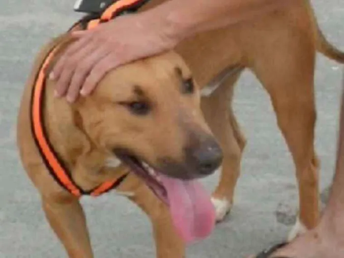 Cachorro ra a Pitbull idade 6 ou mais anos nome Marrom