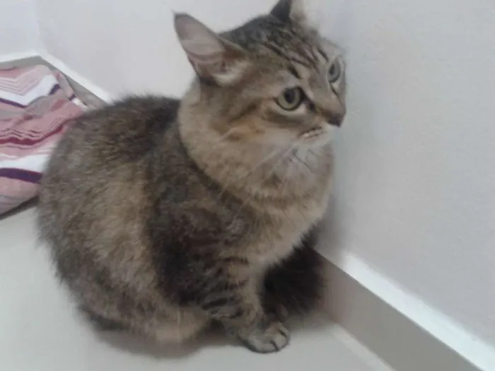 Gato ra a SRD idade 3 anos nome Dinda