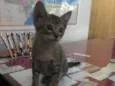 Mel