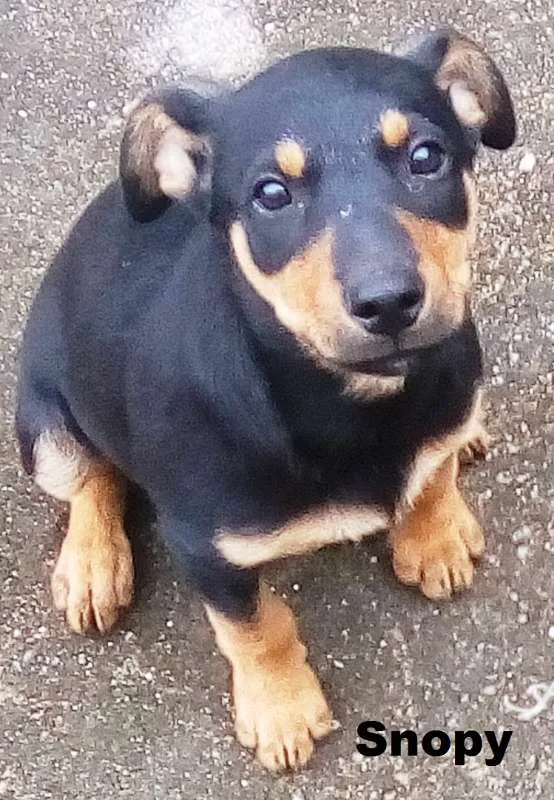 Cachorro raça SRD idade 2 a 6 meses nome Snoopy
