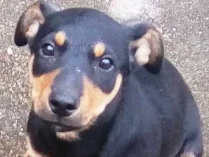 Cachorro raça SRD idade 2 a 6 meses nome Snoopy