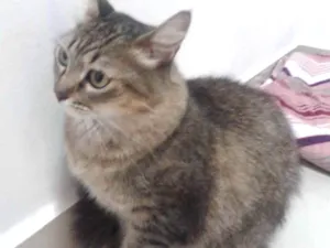 Gato raça SRD idade 3 anos nome Dinda