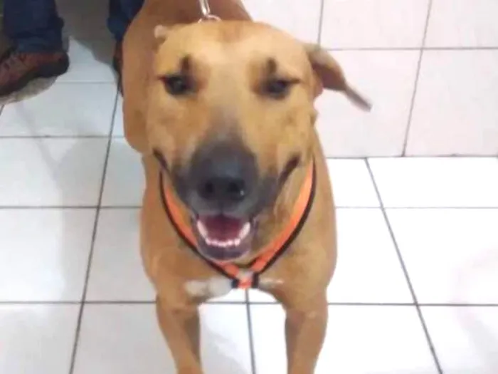 Cachorro ra a Pitbull idade 6 ou mais anos nome Marrom