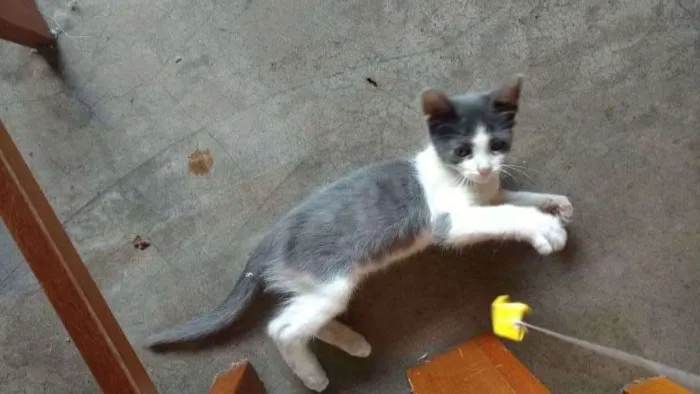 Gato ra a SRD idade Abaixo de 2 meses nome Yoda