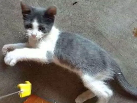 Gato ra a SRD idade Abaixo de 2 meses nome Yoda