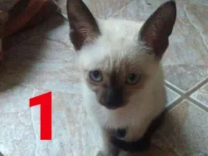 Gato raça  idade Abaixo de 2 meses nome Sem nomes