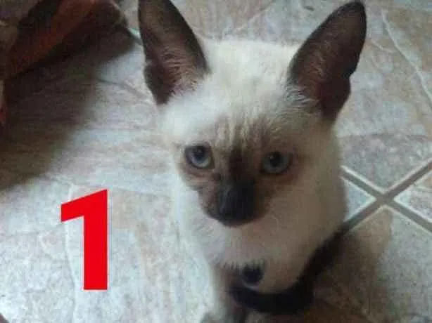 Gato ra a  idade Abaixo de 2 meses nome Sem nomes