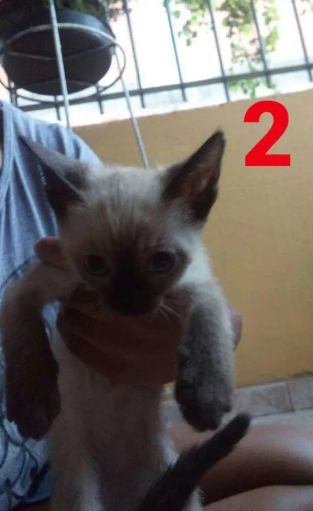 Gato ra a  idade Abaixo de 2 meses nome Sem nomes