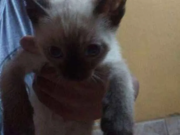 Gato ra a  idade Abaixo de 2 meses nome Sem nome ainda