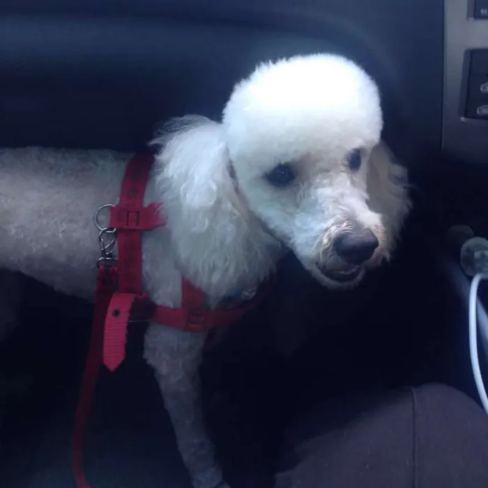 Cachorro raça Poodle idade 1 ano nome Aquiles