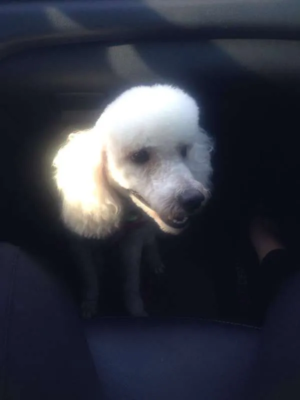 Cachorro raça Poodle idade 1 ano nome Aquiles
