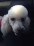 Aquiles