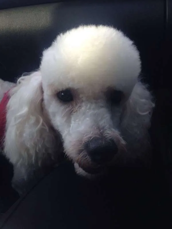 Cachorro raça Poodle idade 1 ano nome Aquiles