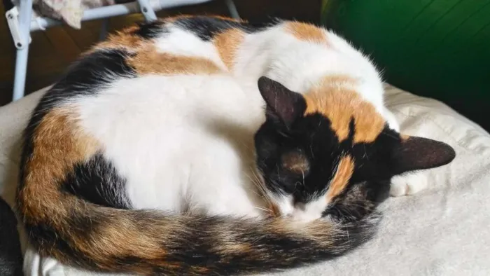 Gato ra a SRD idade 1 ano nome Chocho 