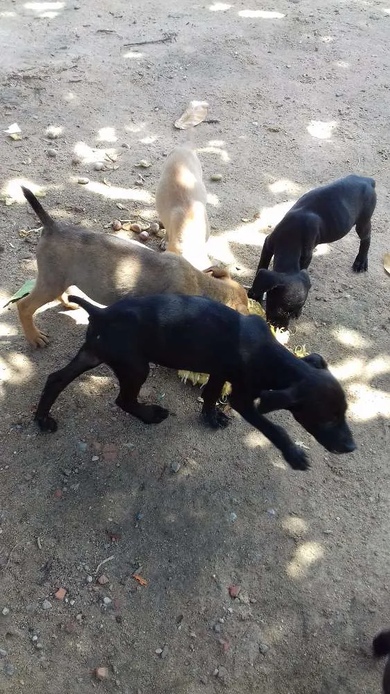 Cachorro ra a Vira lata idade 2 a 6 meses nome Não tem