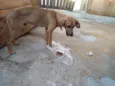 Bruno