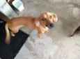 Bruno