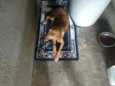 Bruno