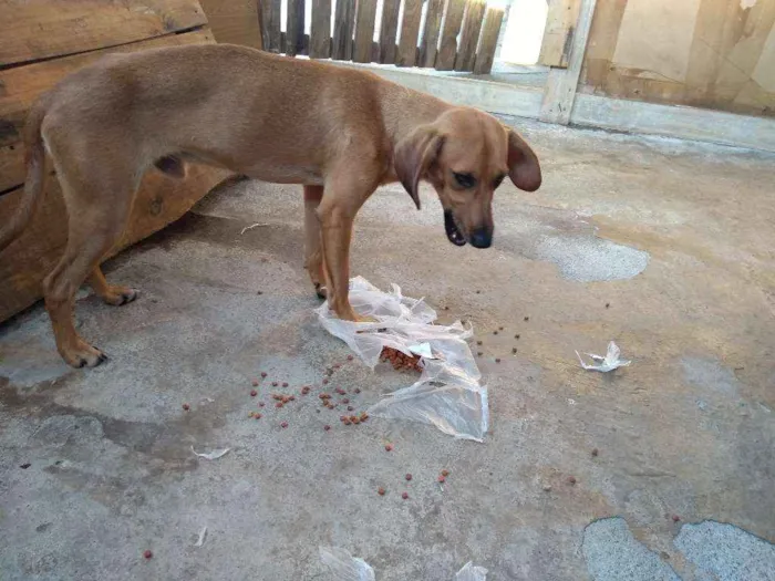 Cachorro ra a Srd idade 1 ano nome Bruno