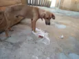 Bruno