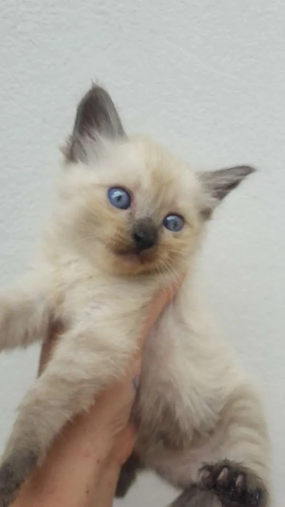Gato raça não tem raça  idade 2 a 6 meses nome Gatinhos