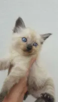 Gatinhos