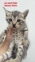 Gatinhos