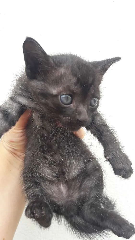 Gato raça não tem raça  idade 2 a 6 meses nome Gatinhos