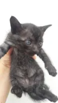 Gatinhos