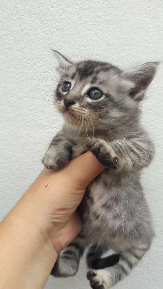 Gato raça não tem raça  idade 2 a 6 meses nome Gatinhos