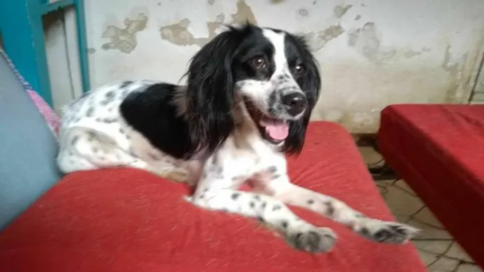 Cachorro ra a SRD idade 1 ano nome JULINHA