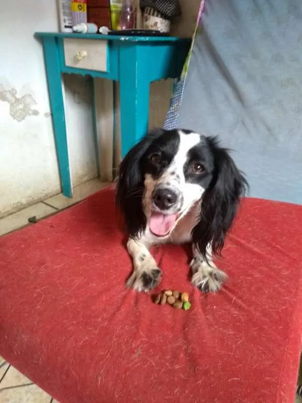 Cachorro ra a SRD idade 1 ano nome JULINHA