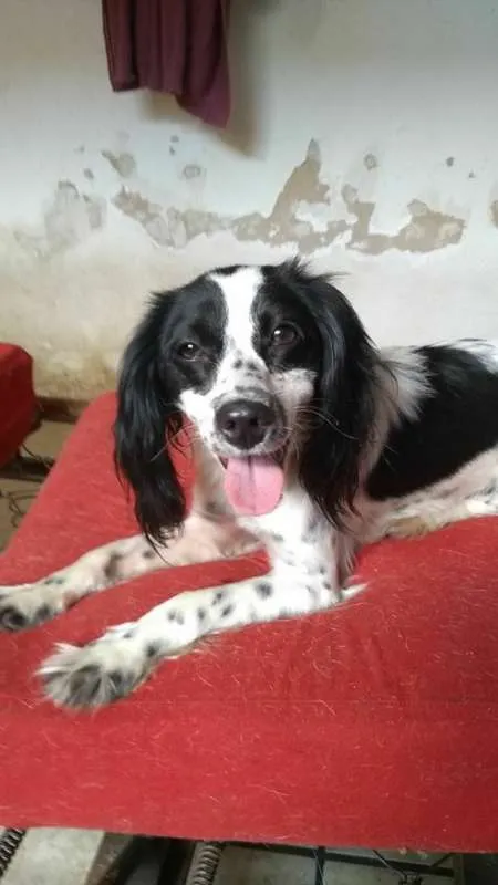 Cachorro ra a SRD idade 1 ano nome JULINHA